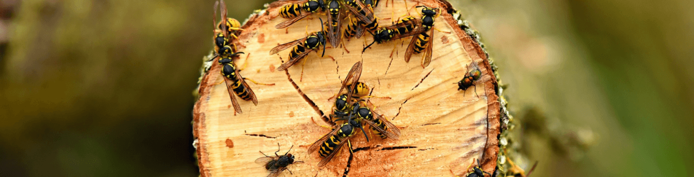 how do i keep wasps out of my bird bath